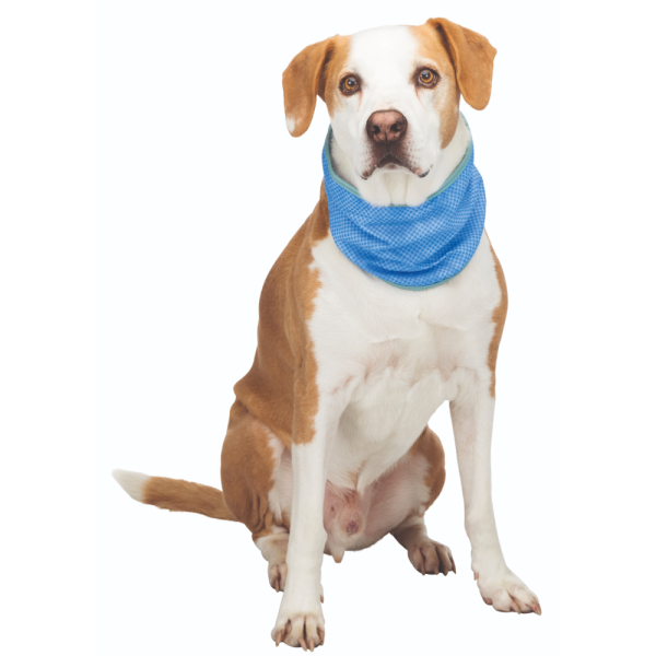 Trixie Cooling Bandana for Dogs (Blue) Supply