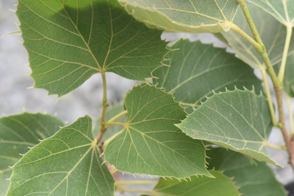 Tilia henryana  (Henry s Lime) Hot on Sale