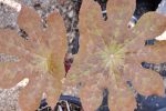 Podophyllum  Imperial Sunrise  (Hybrid Podophyllum) Supply