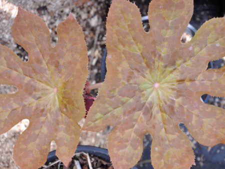 Podophyllum  Imperial Sunrise  (Hybrid Podophyllum) Supply