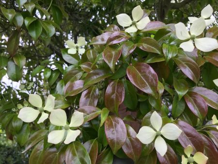 Cornus elliptica  Empress of China  PP14,537 (Empress of China Dogwood) Online now