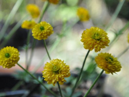 Ranunculus acris  Fore Pleno  (Double Yellow Ranunculus) Sale