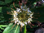 Hedychium ellipticum (Rock Butterfly Lily, Hardy Ginger) Online Hot Sale