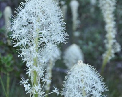 Xerophyllum tenax (Beargrass) Discount