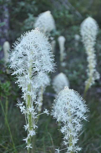 Xerophyllum tenax (Beargrass) Discount