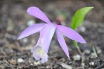 Pleione  Ginzanko   (Hardy Orchid) Hot on Sale