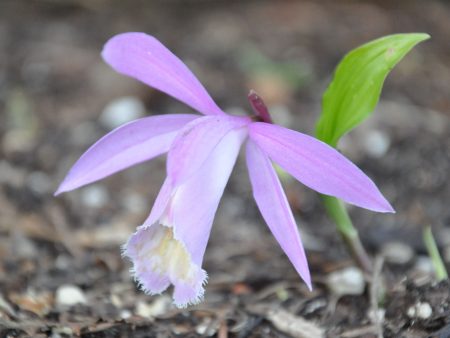 Pleione  Ginzanko   (Hardy Orchid) Hot on Sale