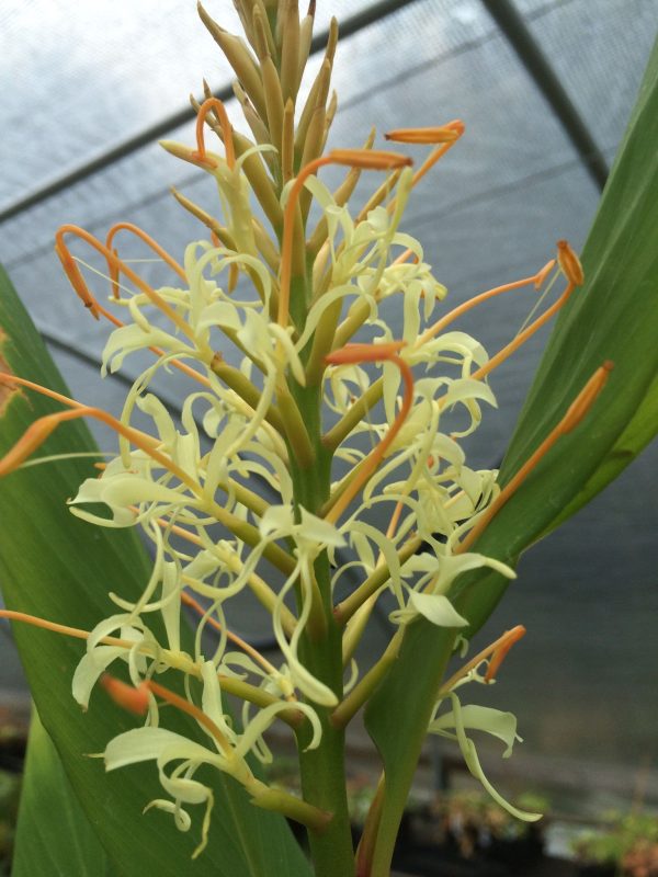 Hedychium griffithianum (Griffith s Butterfly Lily, Hardy Ginger) Online