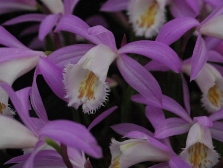 Pleione formosana (Hardy Orchid) For Discount