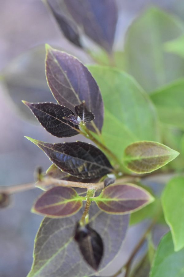 Styrax japonicus  Evening Light  pp24169 (Japanese Snowbell) Sale