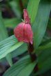 Roscoea purpurea f. rubra  Red Gurkha  (Hardy Alpine Ginger) Discount