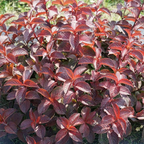 Weigela florida  Midnight Sun  PPAF; CBRAF (Midnight Sun Weigela) Online Sale