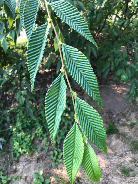 Alnus firma var. multinervis syn. Alnus pendula (Japan Alder) For Discount