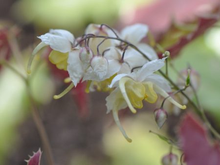 Epimedium wushanense Spiny Leaf Form (Wushan Fairy Wings) Online now