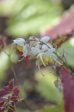 Epimedium wushanense Spiny Leaf Form (Wushan Fairy Wings) Online now