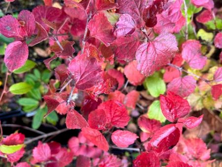 Viburnum ellipticum (Oval-Leaved Viburnum) For Sale