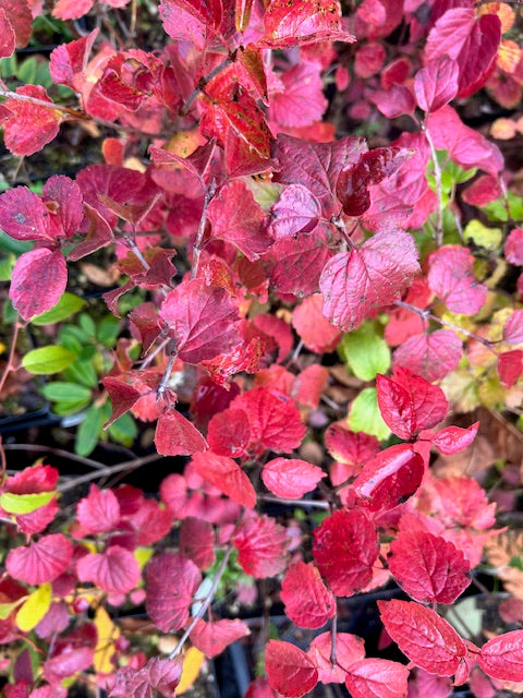 Viburnum ellipticum (Oval-Leaved Viburnum) For Sale