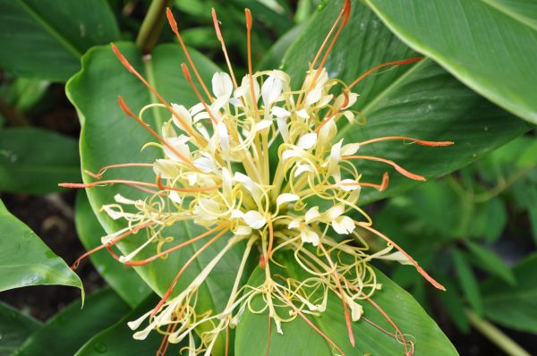 Hedychium ellipticum (Rock Butterfly Lily, Hardy Ginger) Online Hot Sale