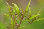 Helwingia chinensis Narrowleaf Form - Male Cheap