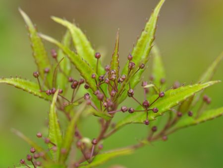 Helwingia chinensis Narrowleaf Form - Male Cheap