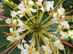 Hedychium ellipticum (Rock Butterfly Lily, Hardy Ginger) Online Hot Sale