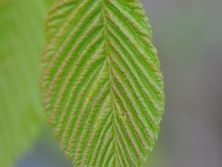 Carpinus cordata  (Heartleaf Hornbeam) For Discount