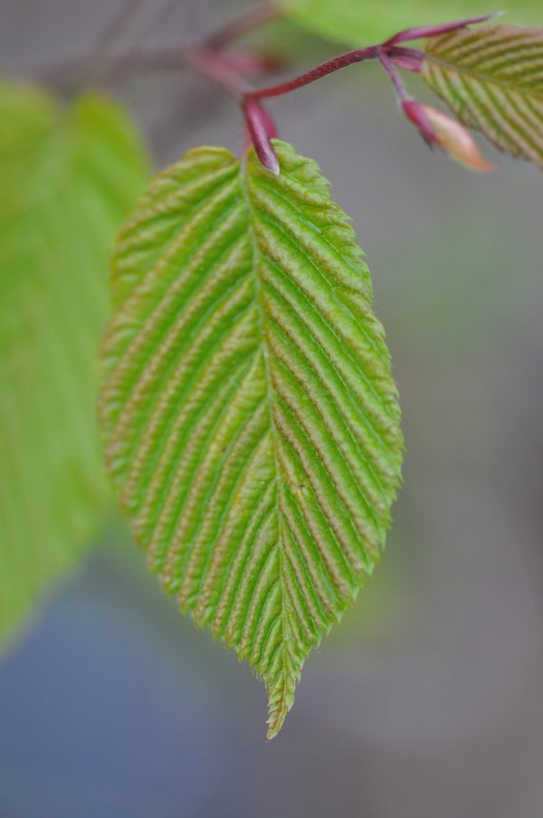 Carpinus cordata  (Heartleaf Hornbeam) For Discount