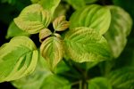 Cornus alternifolia  Golden Shadows  (Variegated Pagoda Dogwood) For Discount