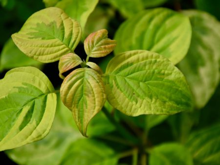 Cornus alternifolia  Golden Shadows  (Variegated Pagoda Dogwood) For Discount