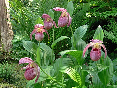 Cypripedium  Lucy Pinkepank  (Hardy Orchid) Fashion