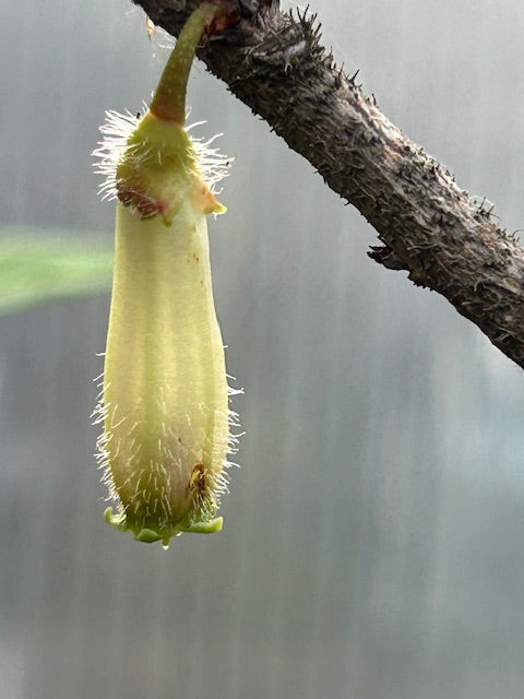 Agapetes malipoensis SEH 27016 (Agapetes) Fashion