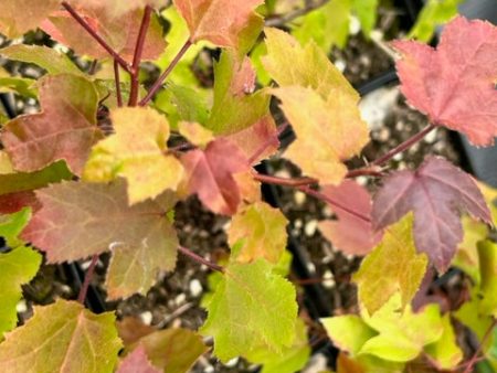 Liquidambar formosana (Taiwan Sweet Gum) Online Sale