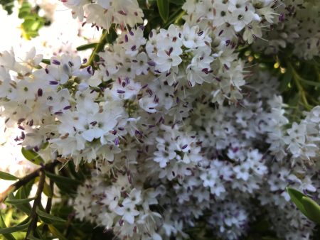 Hebe buxifolia  (Boxleaf Hebe) Fashion