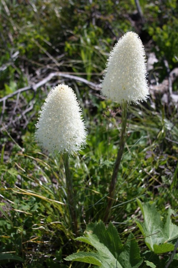 Xerophyllum tenax (Beargrass) Discount