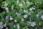 Ranunculus aconitifolius (Fair Maids Of France) Online Sale