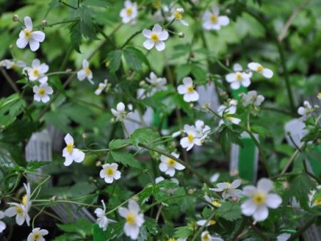 Ranunculus aconitifolius (Fair Maids Of France) Online Sale