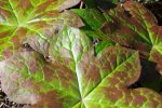 Podophyllum  Imperial Sunrise  (Hybrid Podophyllum) Supply