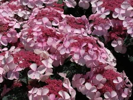 Hydrangea serrata  Twirligig   (Mountain Hydrangea) Online Sale