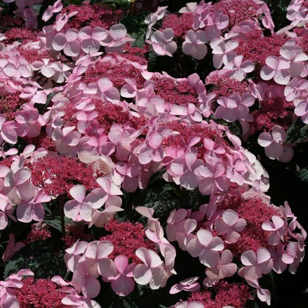 Hydrangea serrata  Twirligig   (Mountain Hydrangea) Online Sale