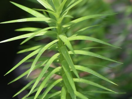 Araucaria angustifolia (Parana Pine, Candelabra Tree) For Sale