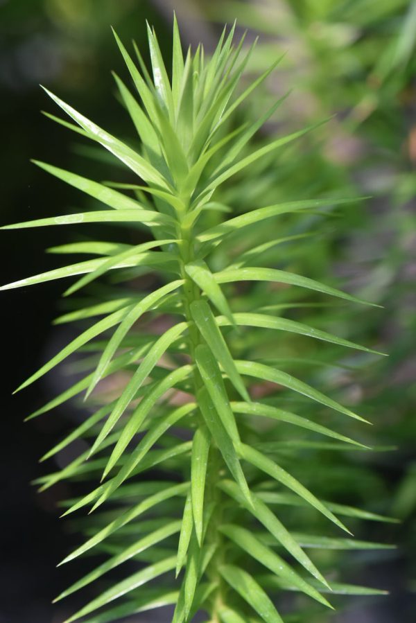 Araucaria angustifolia (Parana Pine, Candelabra Tree) For Sale