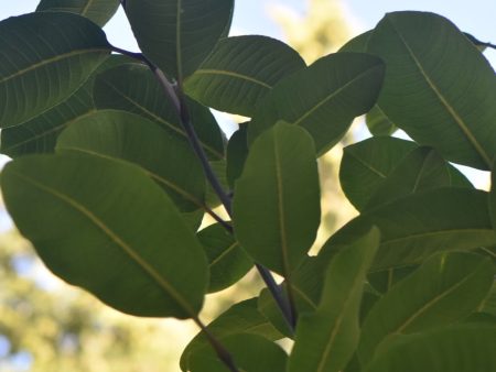 Salix magnifica Female   (Magnolia Willow) Fashion