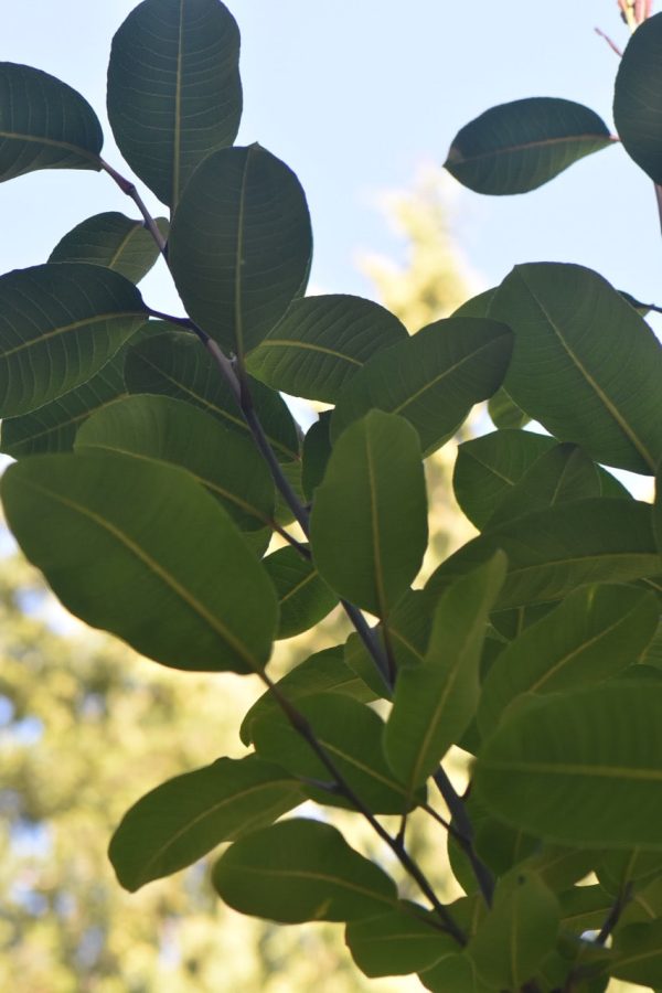 Salix magnifica Female   (Magnolia Willow) Fashion