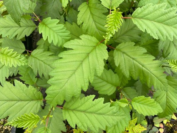 Alnus rubra f. pinnatisecta (Cutleaf Red Alder) Hot on Sale