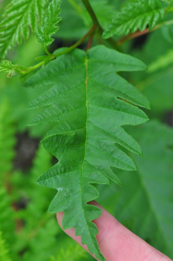 Alnus rubra f. pinnatisecta (Cutleaf Red Alder) Hot on Sale