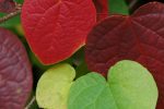 Disanthus cercidifolius (Redbud Hazel) Online Hot Sale