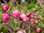 Symphoricarpos x doornsbosii  Magical Purple Pride  (Coralberry) on Sale