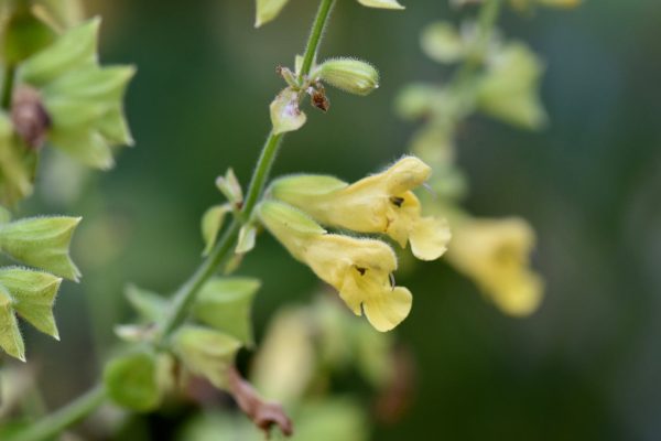 Salvia campanulata ex CC7706 (Campanulate Leaf Sage) Online now