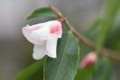 Camellia cuspidata (species Camellia) For Discount