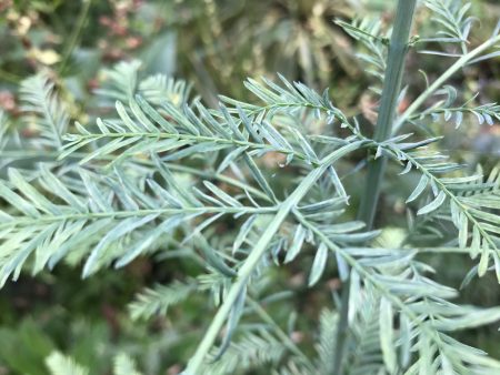 Metasequoia glyptostroboides  Blue-isch  (Blue-ish Dawn Redwood) Online Hot Sale